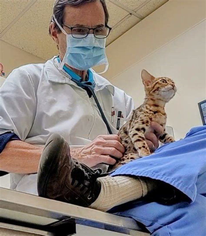 Trusted Veterinary Care From Dr. Pam Adkisson